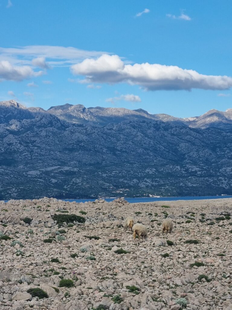 ile pag Croatie mouton velebit